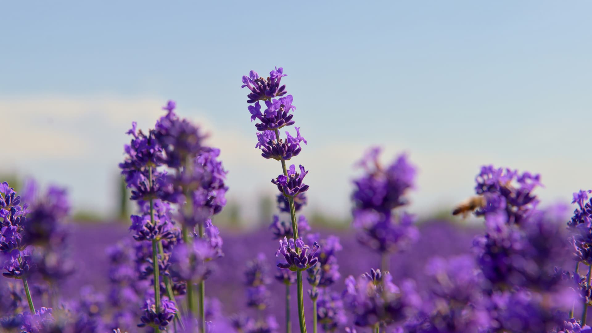 Lavendel blüht nicht