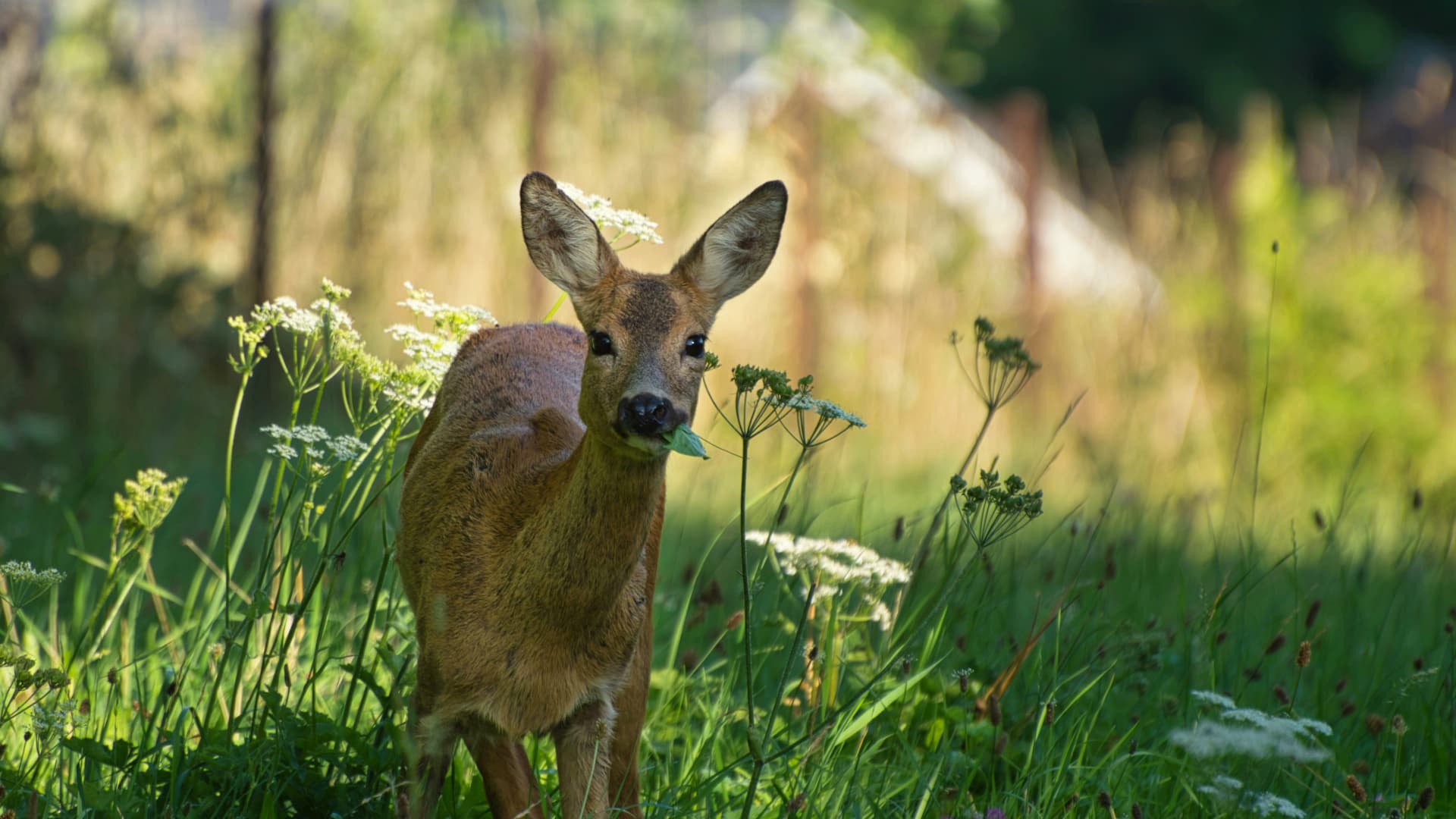 Ein Reh frisst Pflanzen im Garten