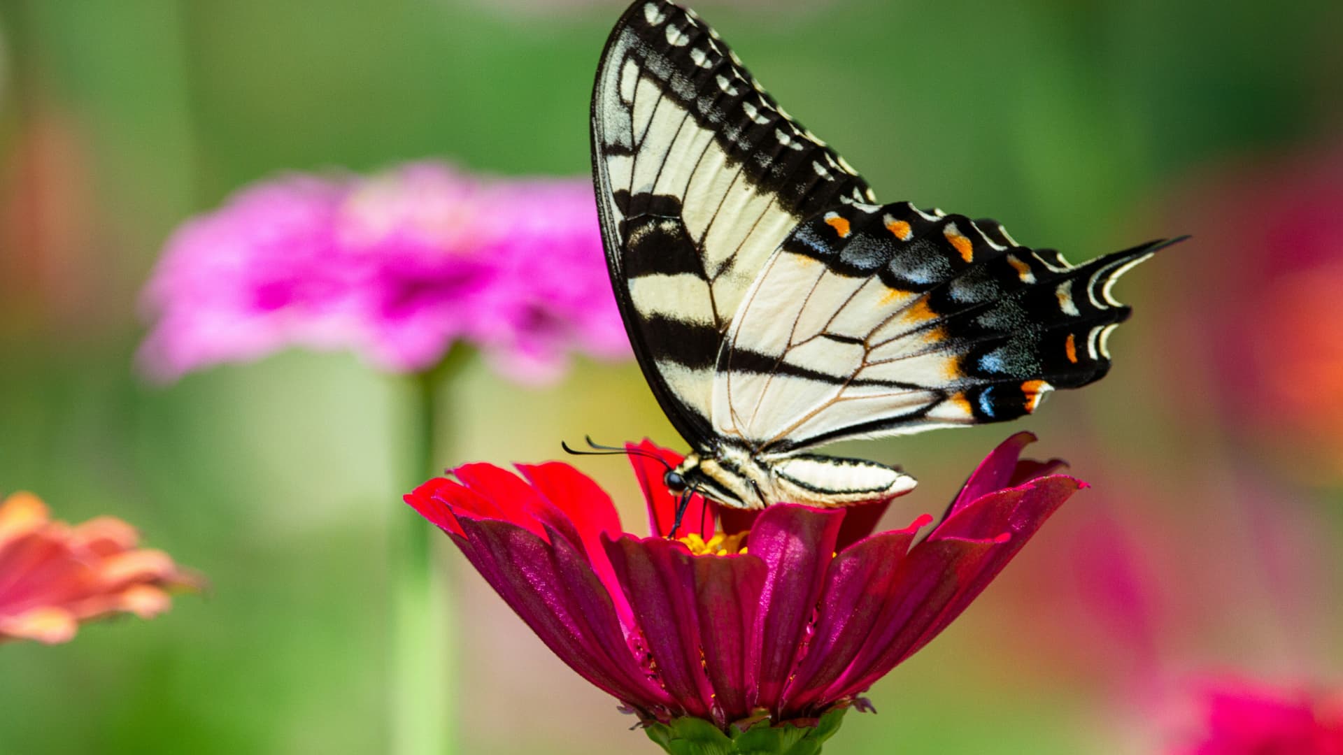 Schmetterling auf einer Pflanze