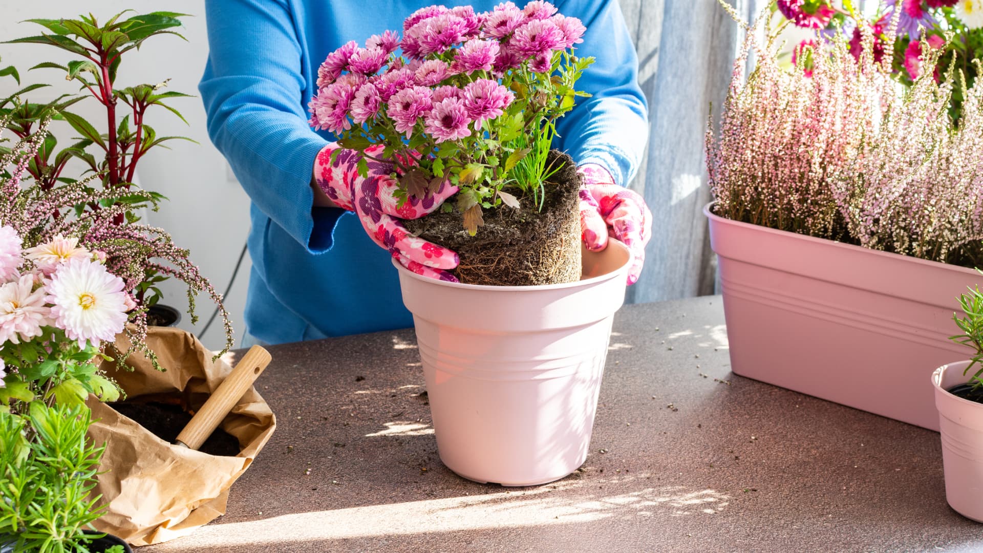 Frau topft pflegeleichte Balkonblumen ein