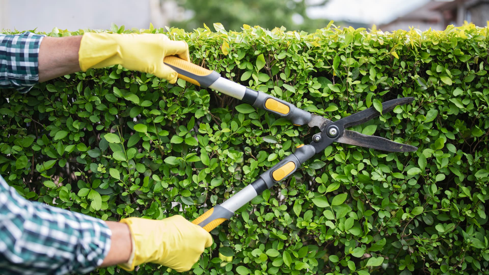 Mann schneidet eine Hecke