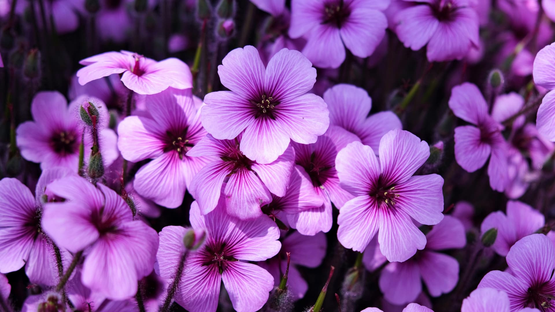 Pflanzen, die einen sauren Böden mögen