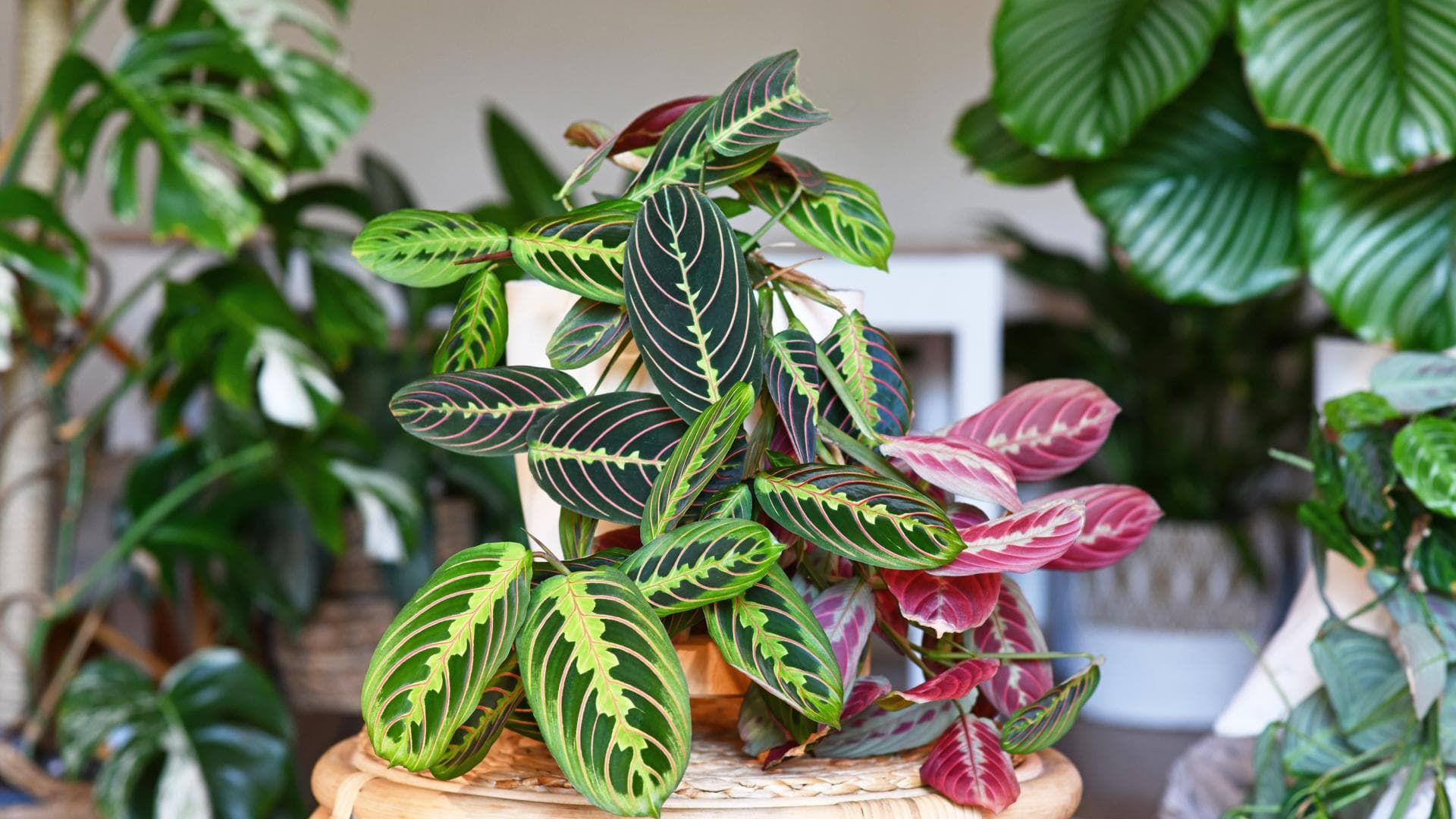 Calathea pflegen 