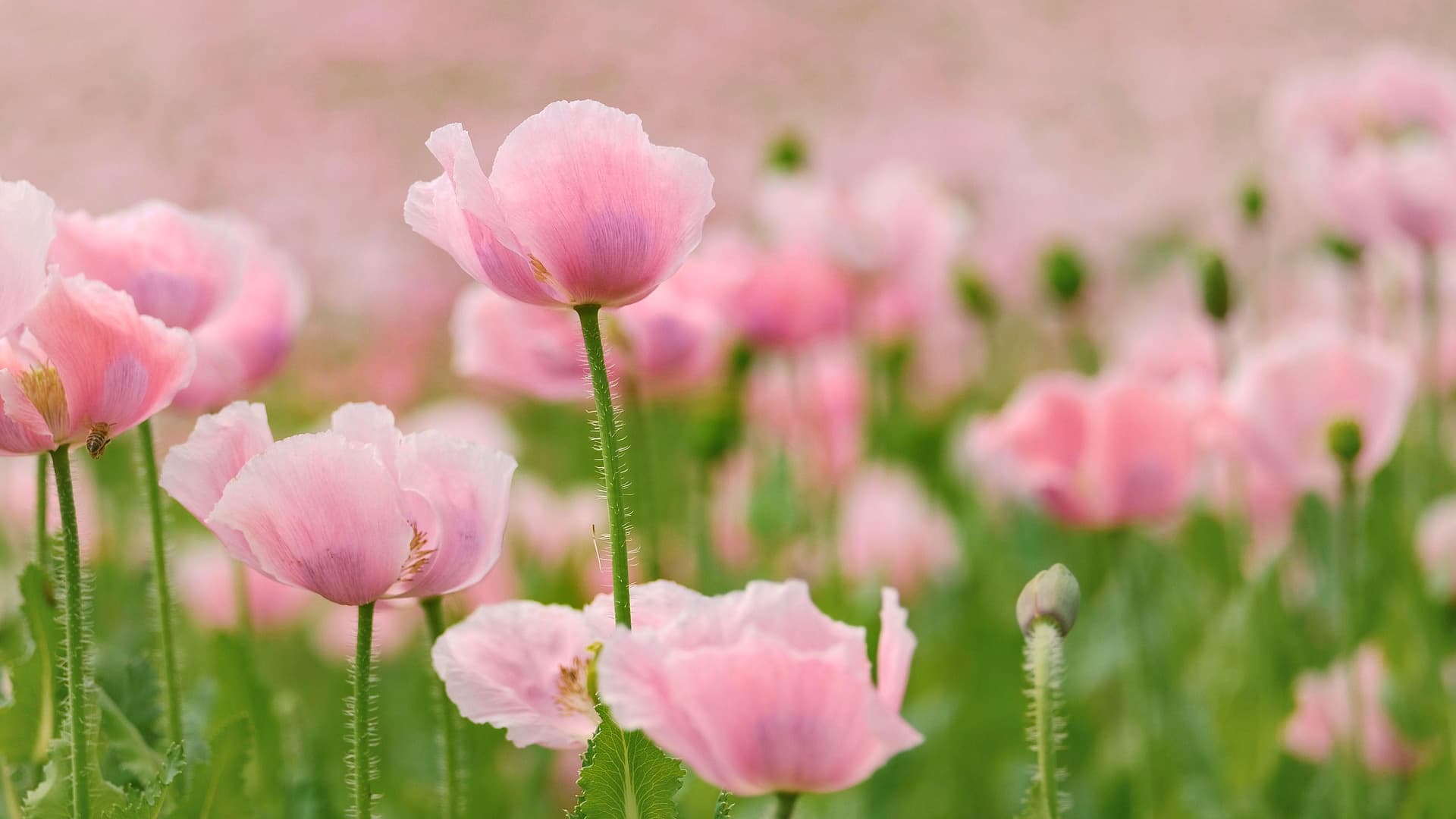 Gartenpflanzen die wenig Wasser brauchen