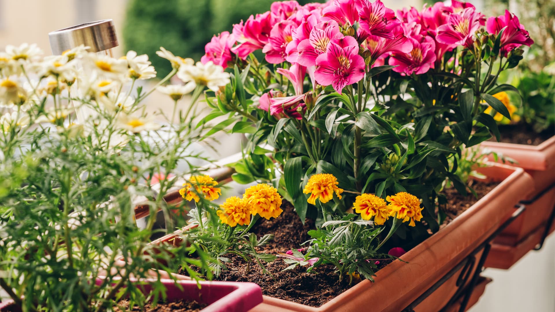 Balkonpflanzen windfest