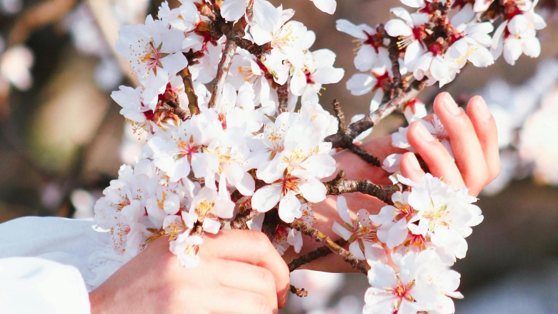 Obstbaum-Blüten und Hände Hände, die Ast mit weißen Obstbaum-Blüten umgreifen