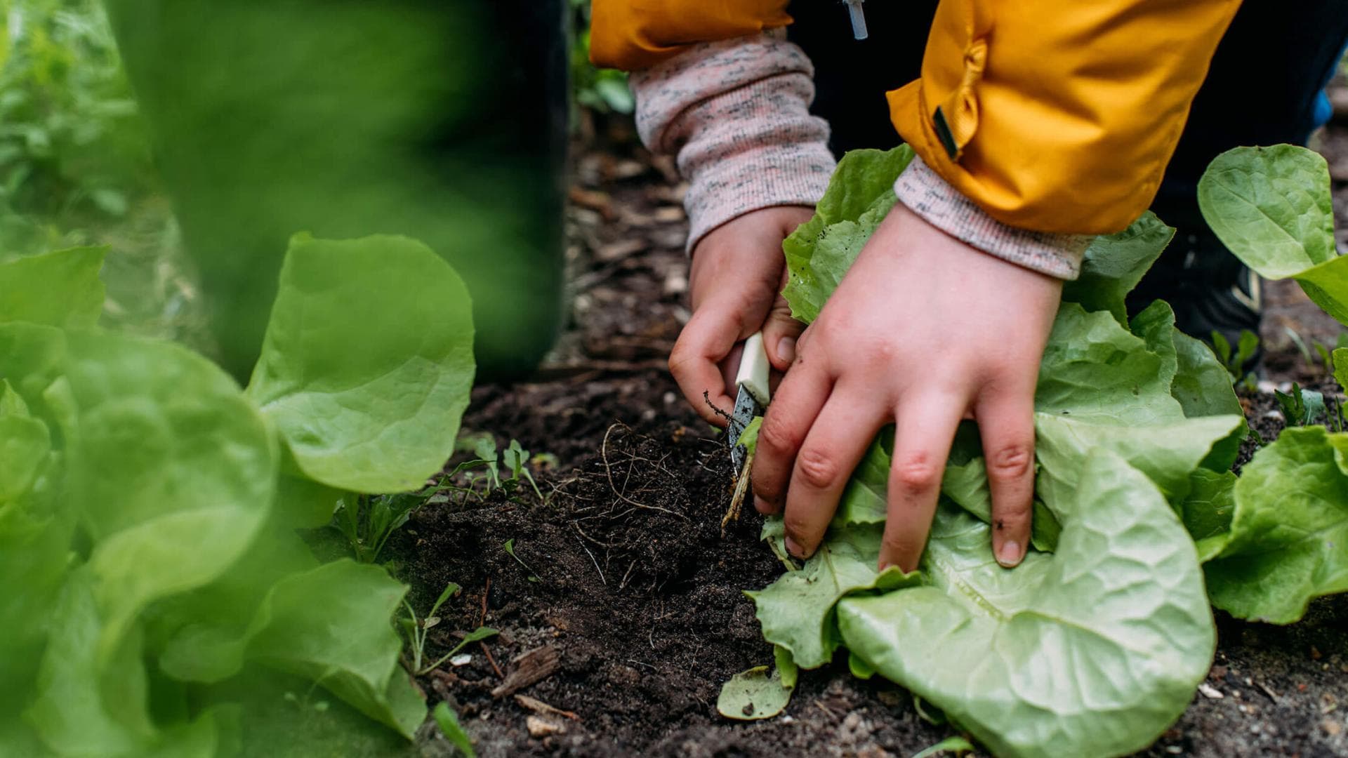 Kinder ernten Gemüse Kinder ernten Gemüse