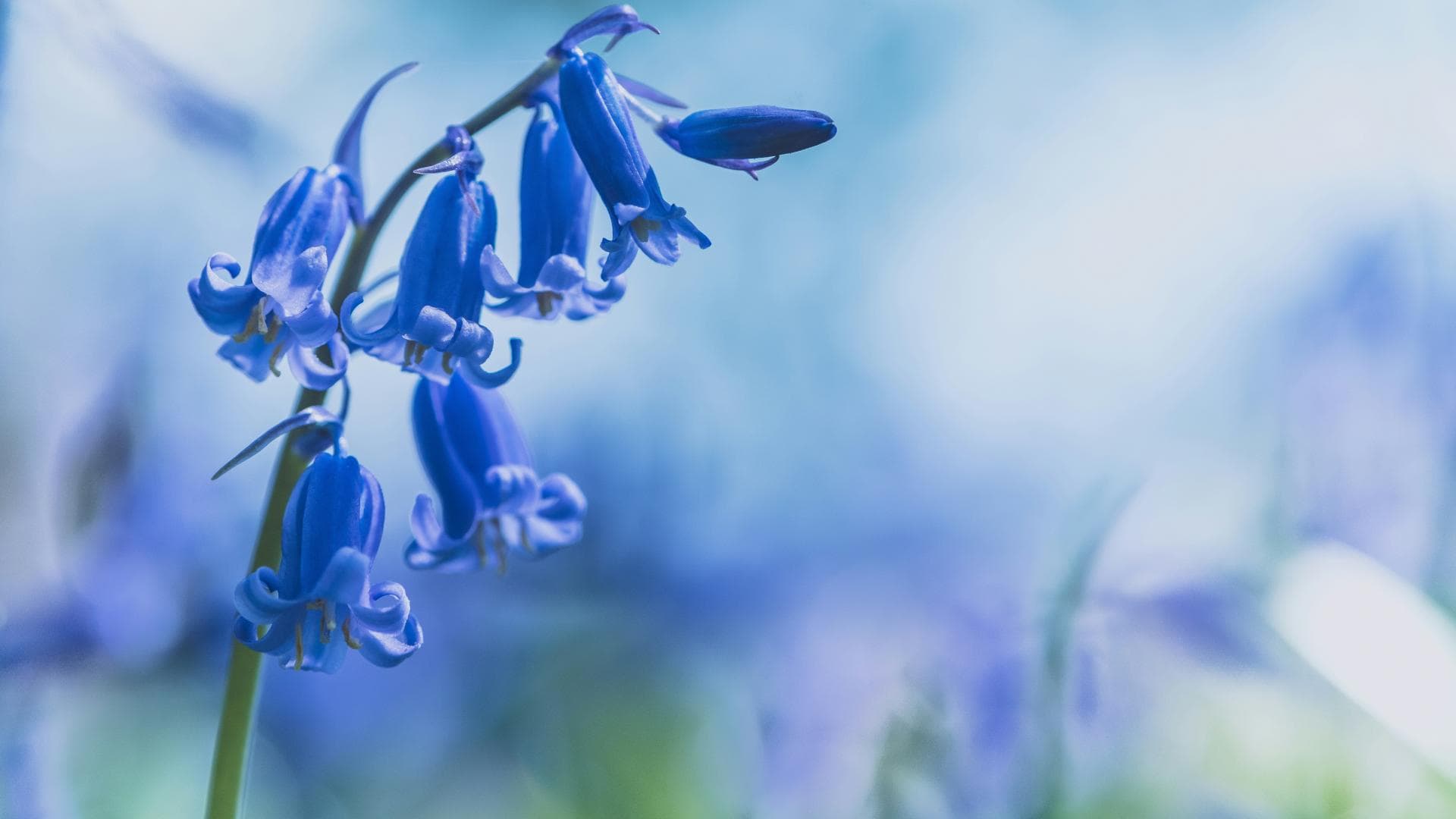 Nahaufnahme einer Glockenblume