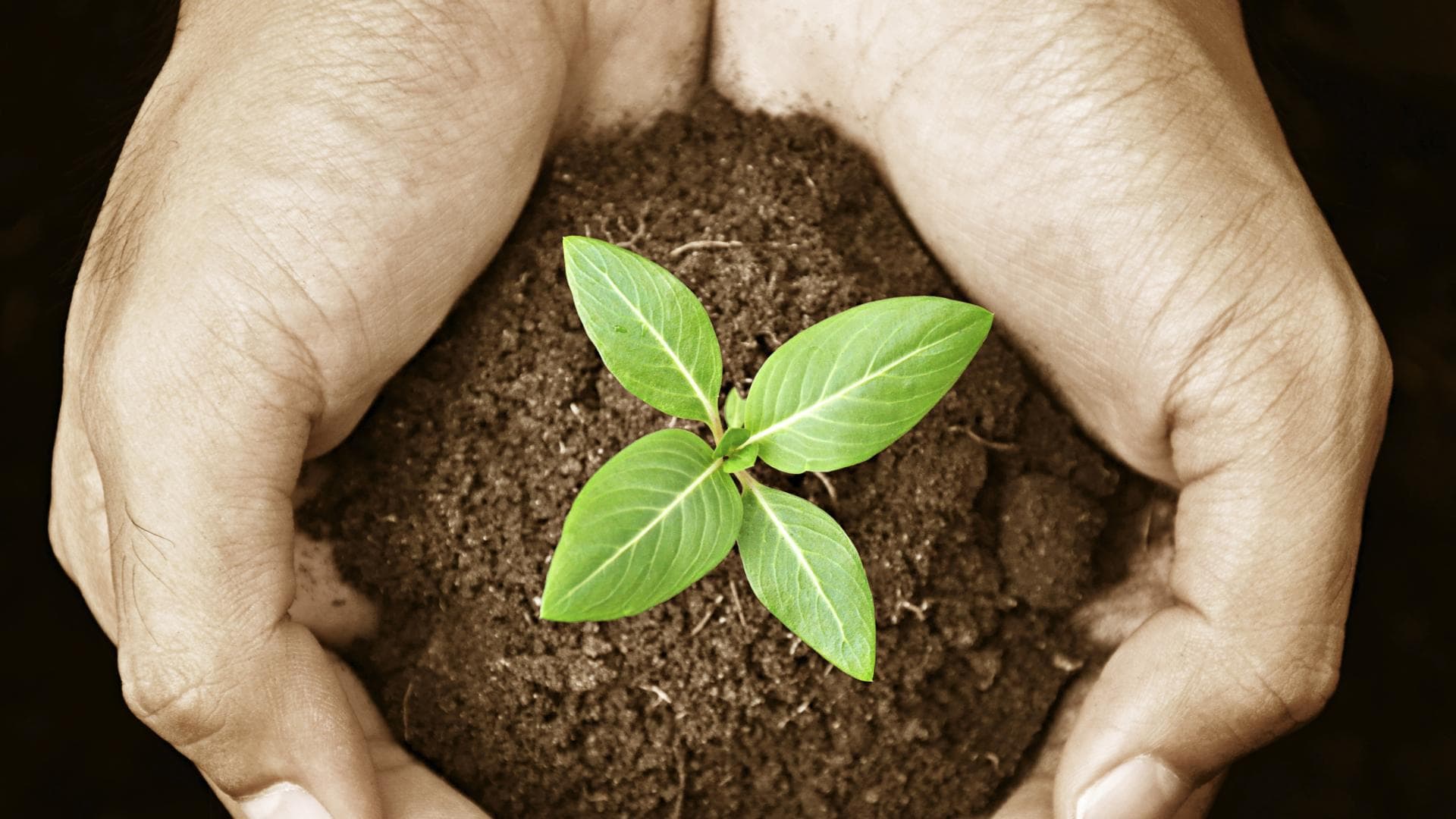 Bio-Lebensmittel - Sind Bio-Lebensmittel wirklich gesünder? 