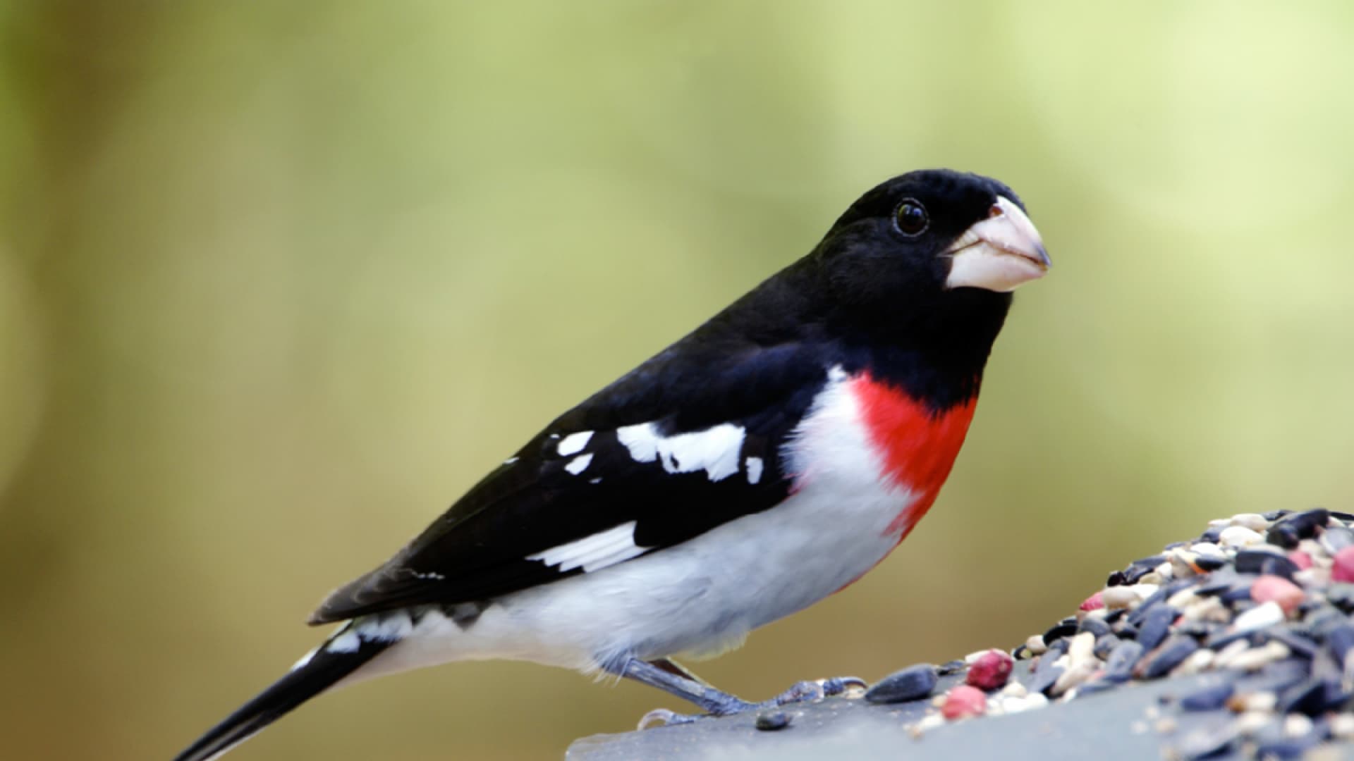 Vogel wird gefüttert