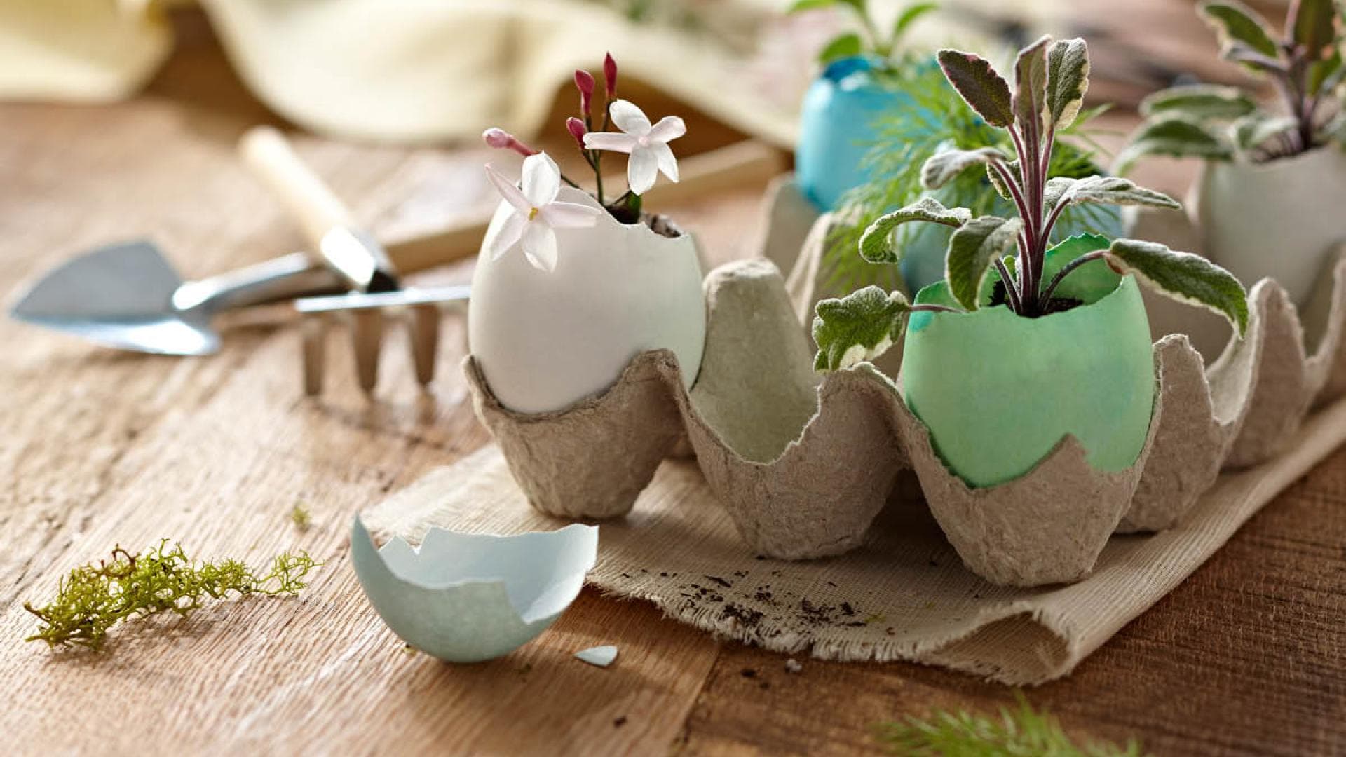 Kleine Pflanzen in bemalten Eierschalen für Ostern