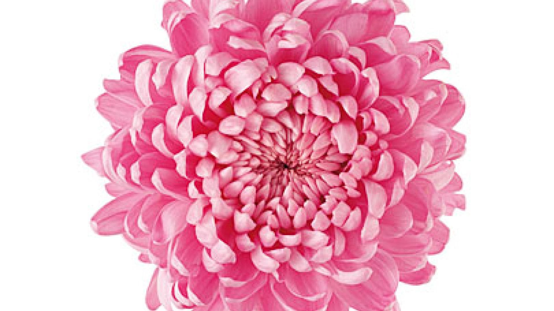 Trend Blume?