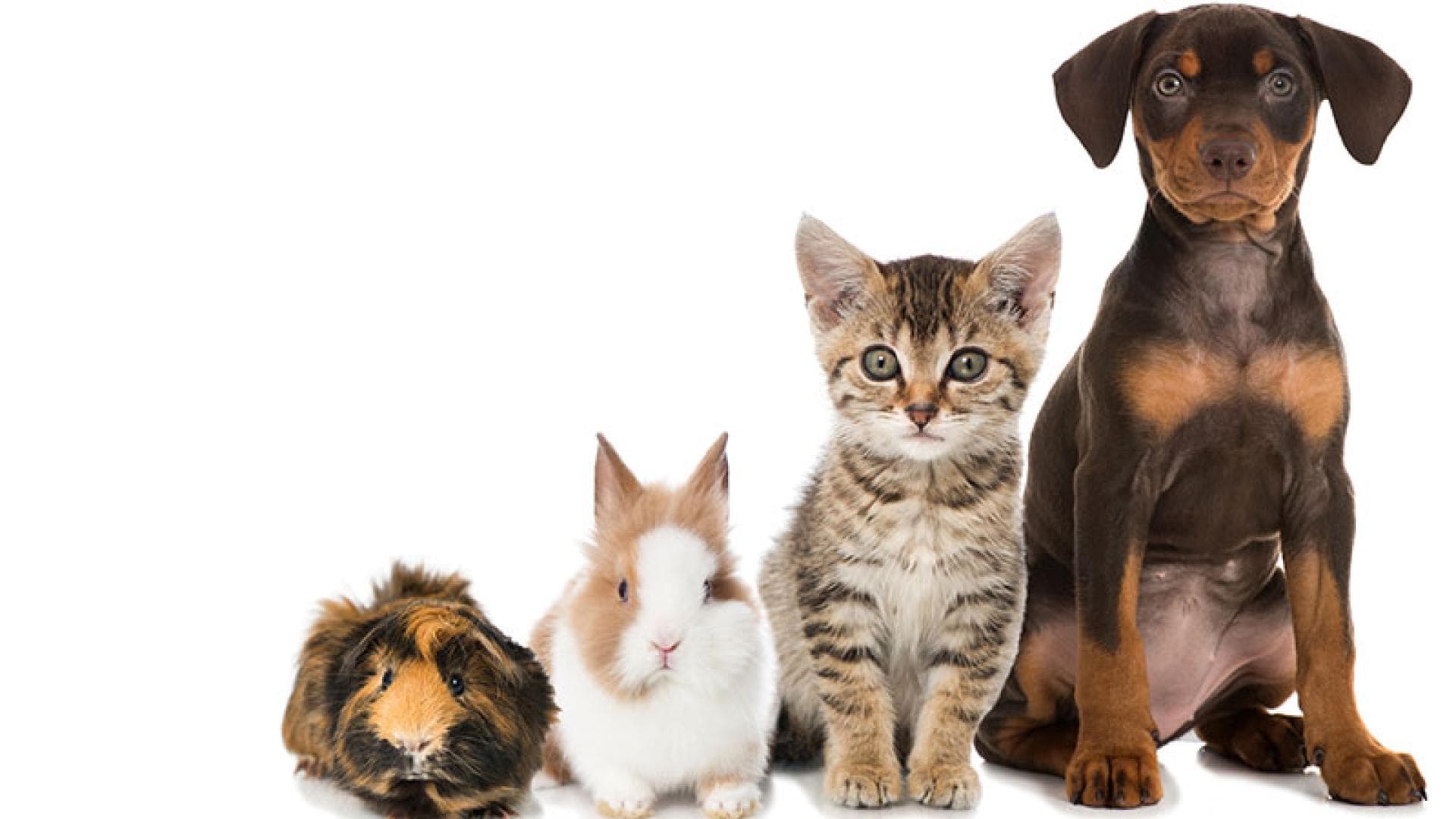 Die beliebtesten Tiernamen