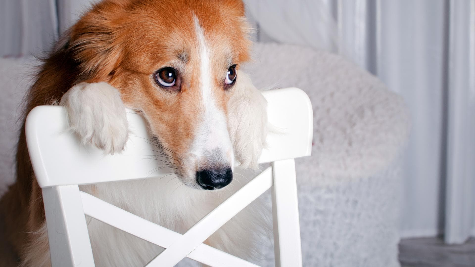 Diese Lebensmittel dürfen Hunde nicht fressen: Hund schaut treu
