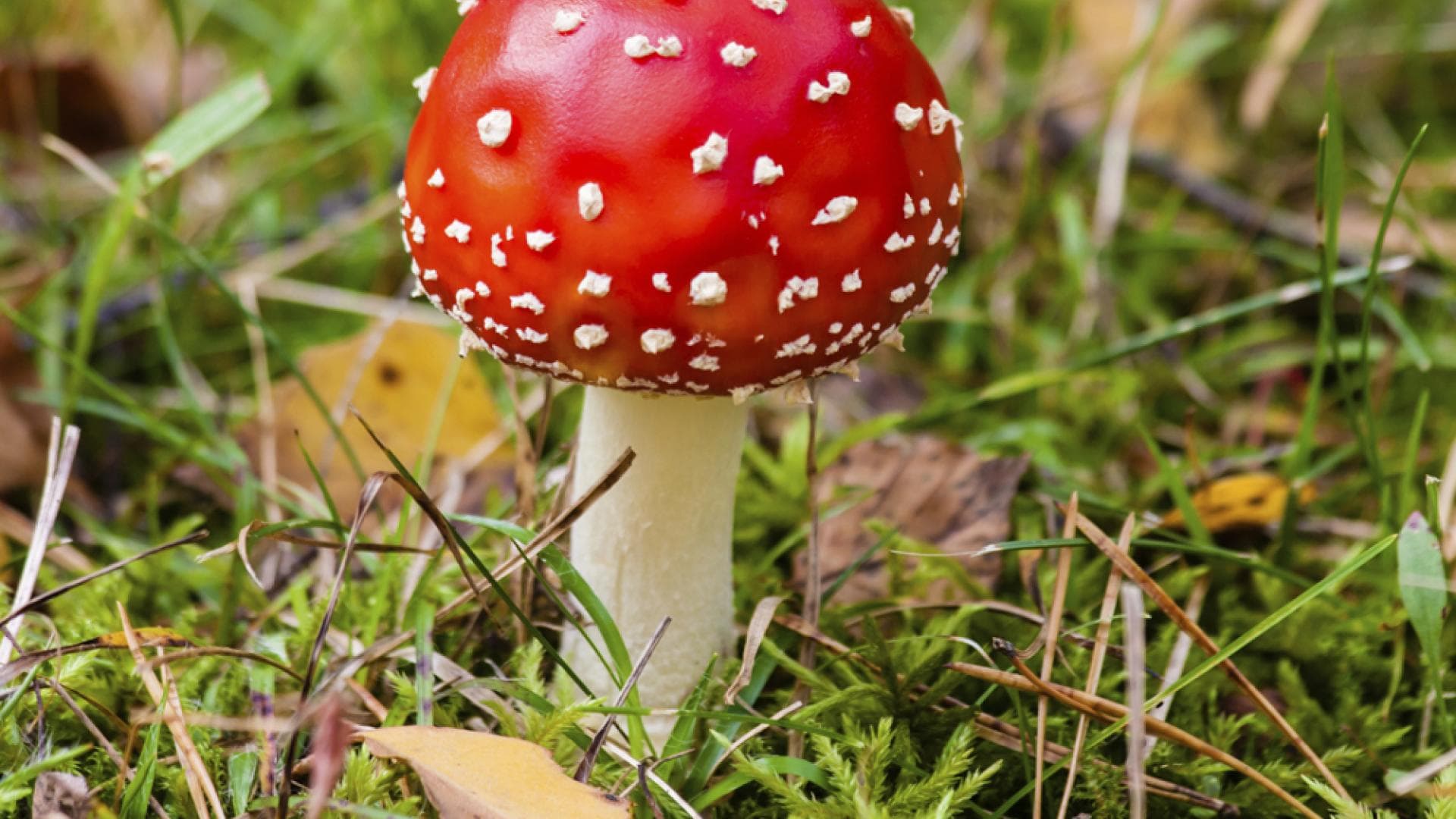Fliegenpilz