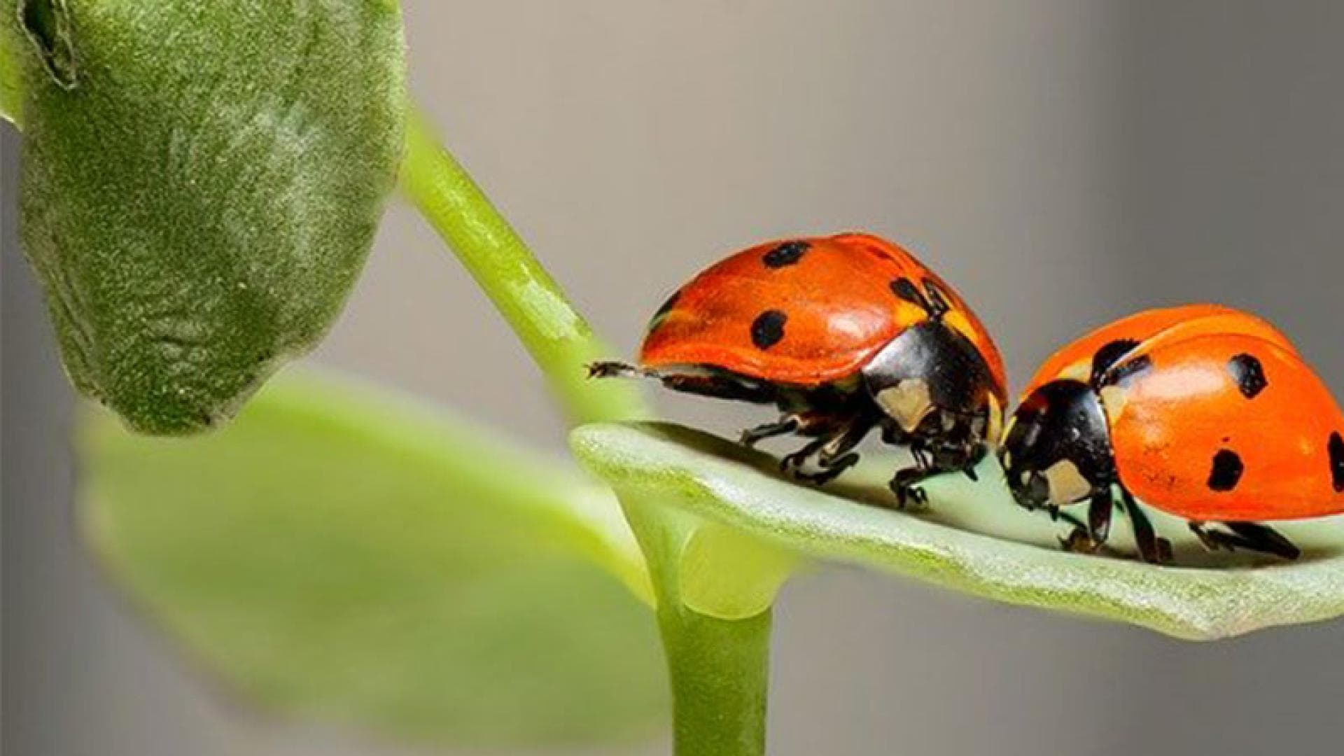 Grußkarte Frühling als Download