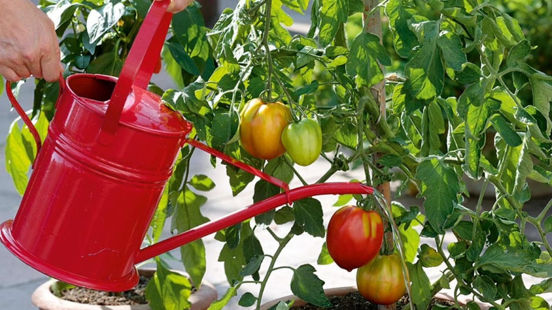 Eine Tomatenpflanze wird mit Wasser versorgt
