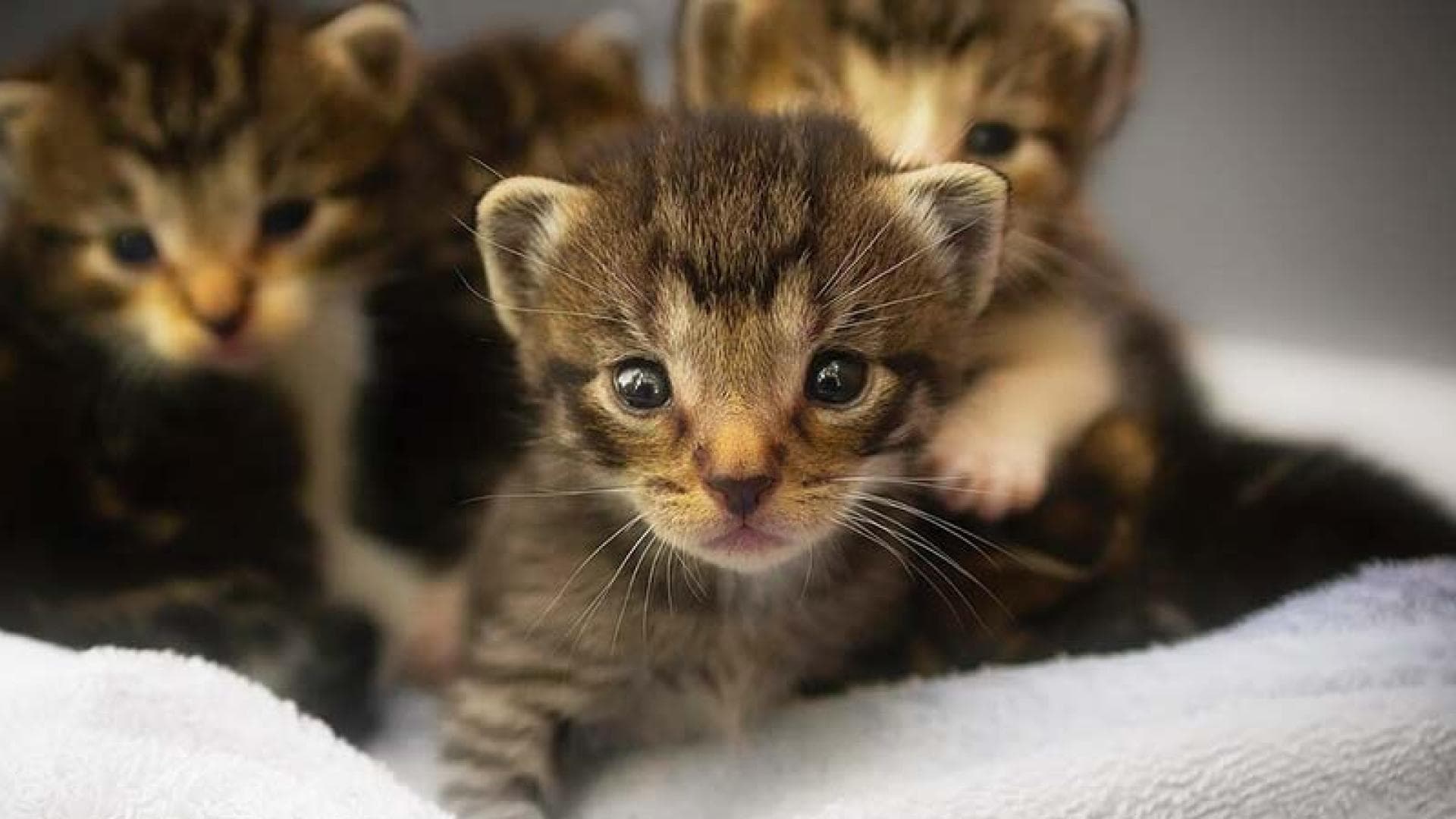 Grußkarten Katzenkinder