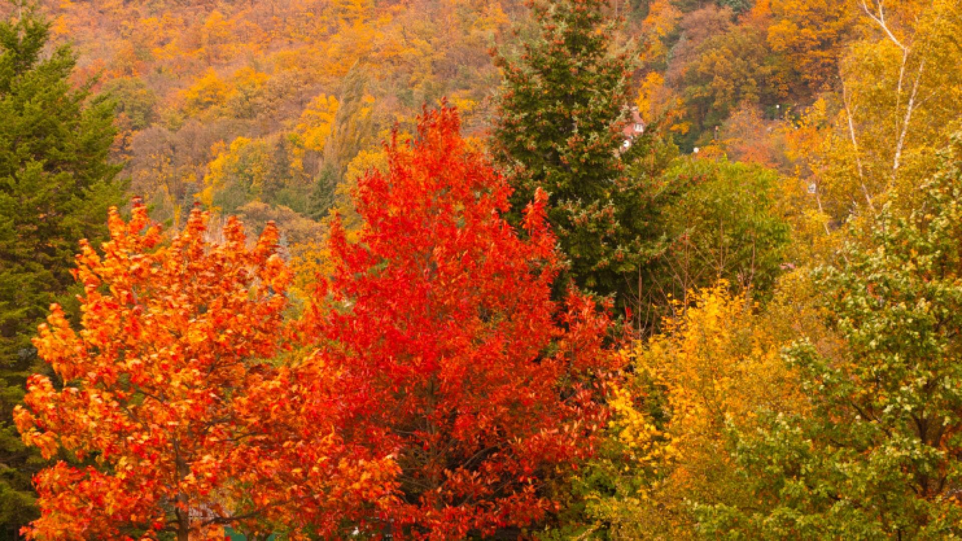 Bäume in schönen Herbstfarben