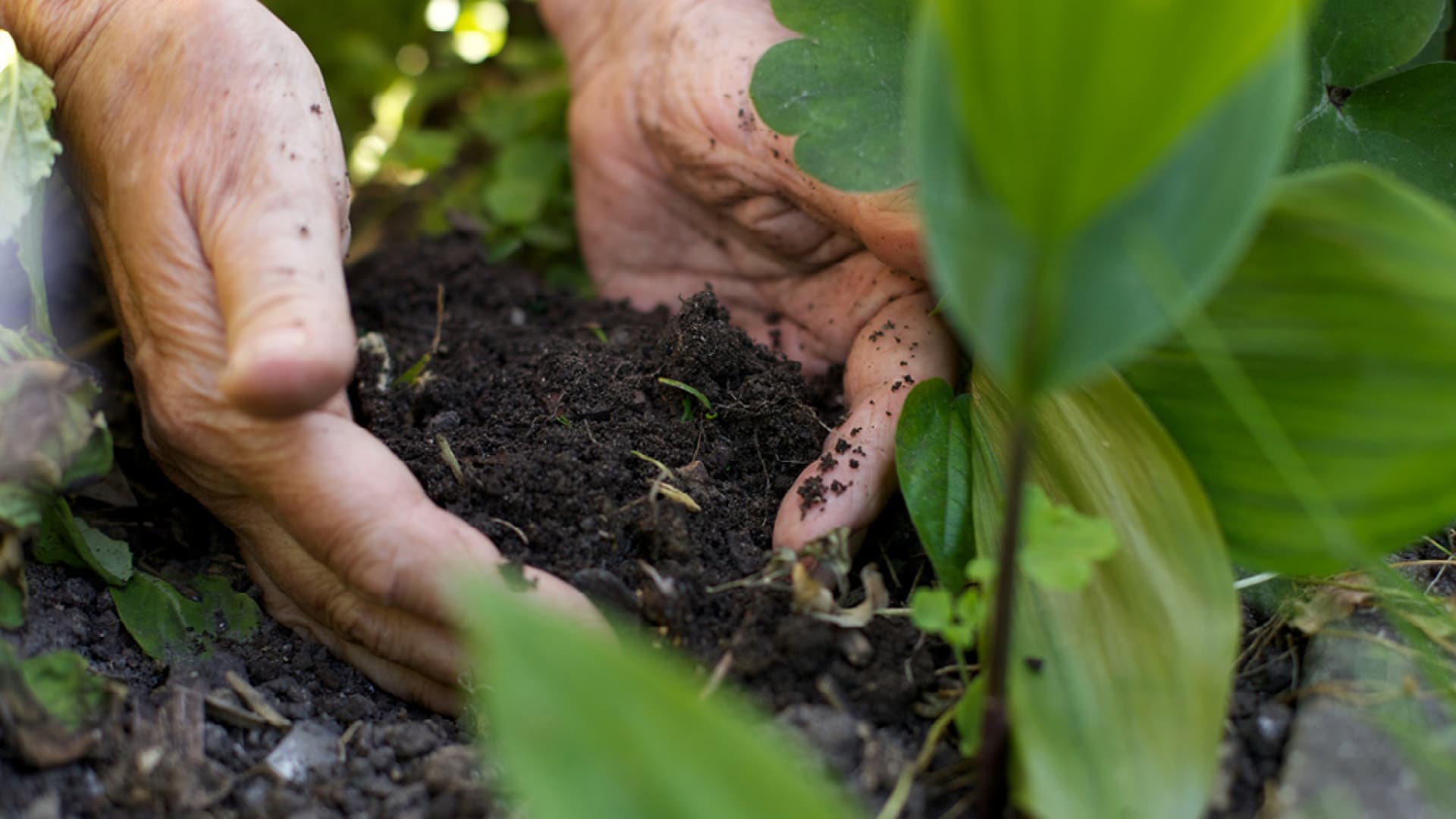 Pflanzen richtig düngen