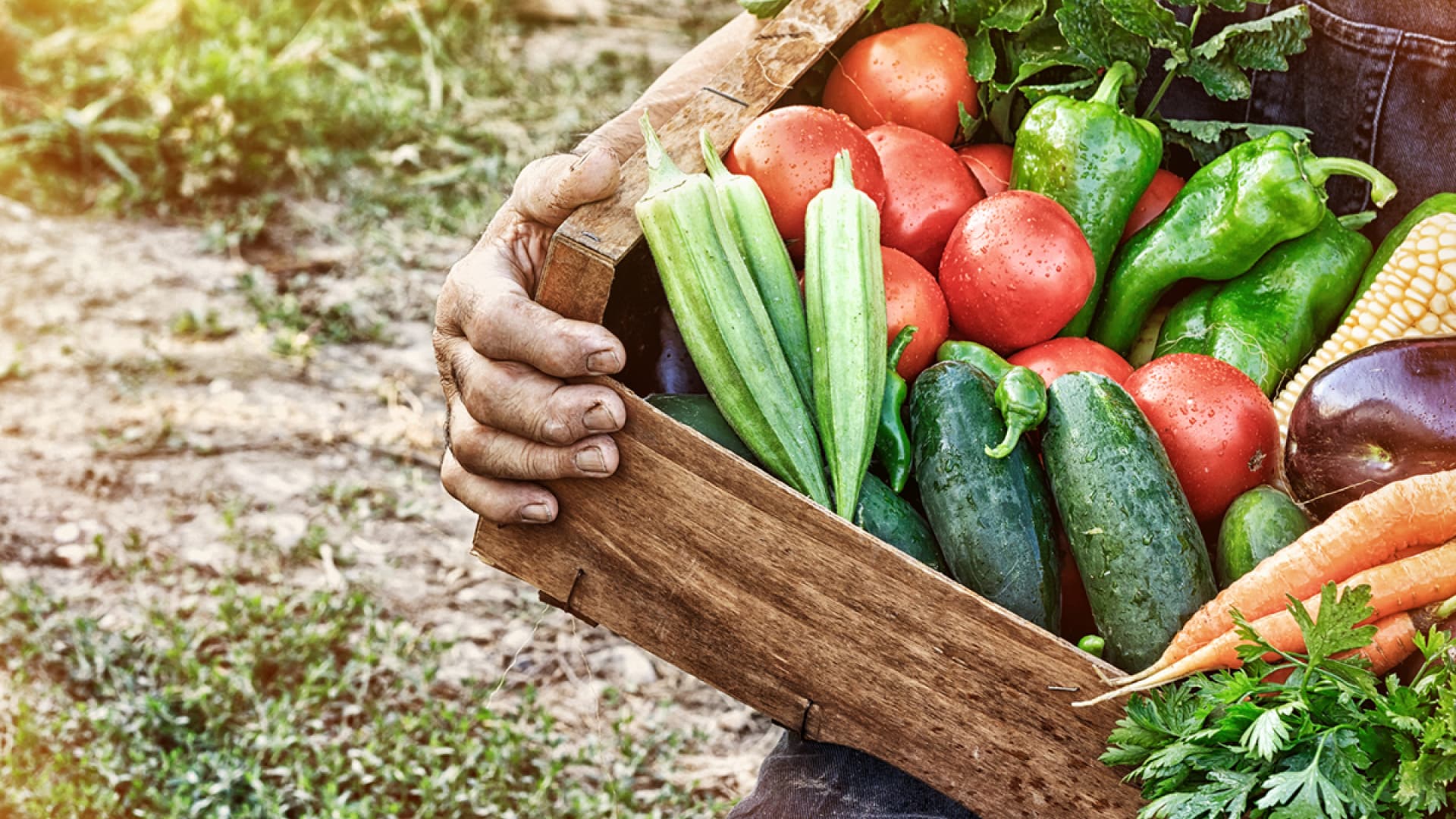 Ertragreiche Gemüseernte: Tipps für Selbstversorger