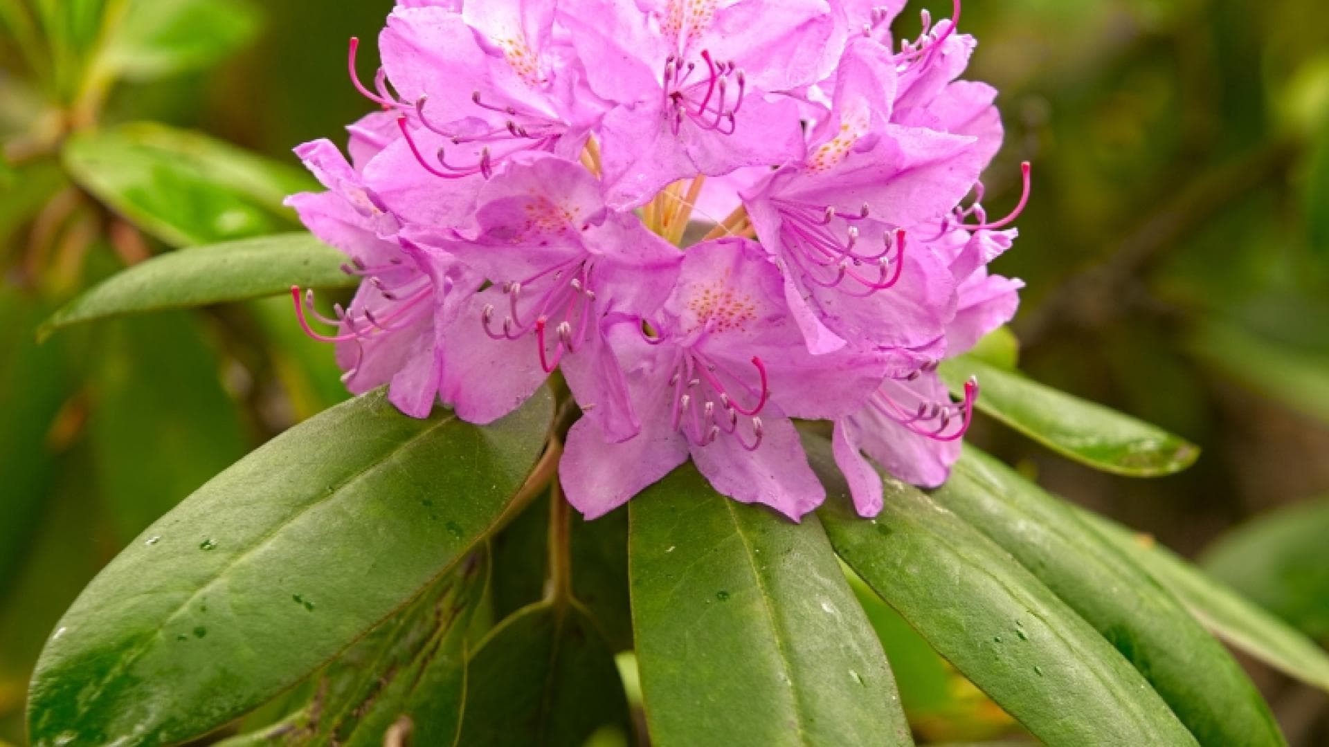 Rhododendron