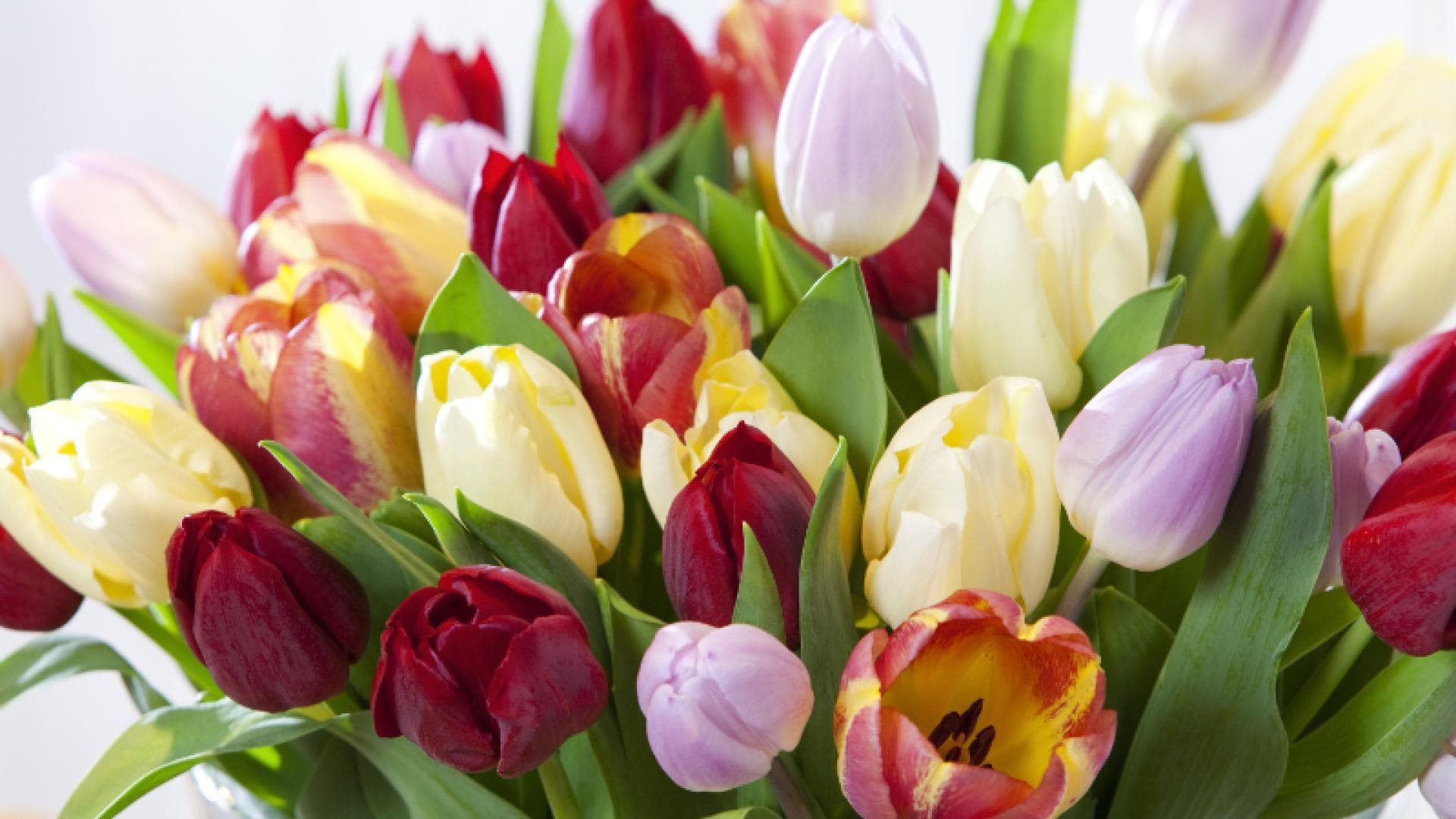 So bleiben Ihre Schnittblumen lange frisch: Tulpen in einer Vase
