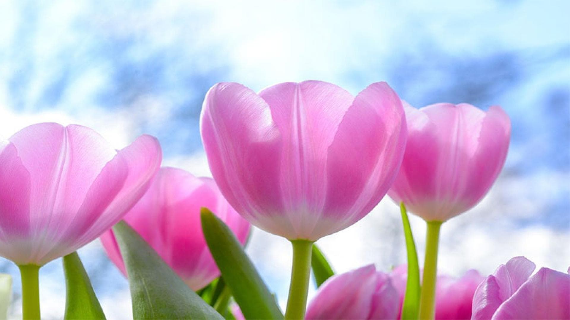 Tulpen: Die schönsten Frühlingsblumen