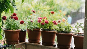 Pastellblumen für den Balkon 