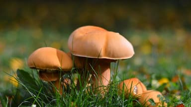 Pilz Quiz