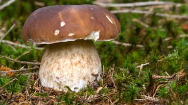 Steinpilze zubereiten