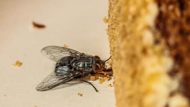 Fliegen vertreiben mit Hausmitteln