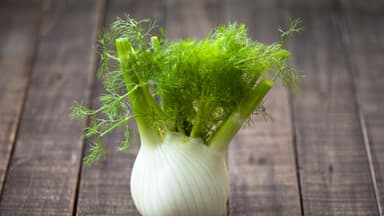 Fenchel 