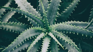 Aloe Vera