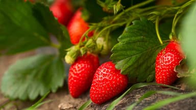 Erdbeeren