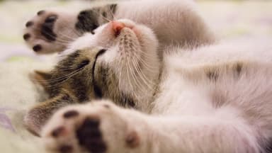 Katzenbaby auf dem Rücken