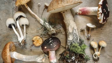 Verschiedene Sorten Pilze