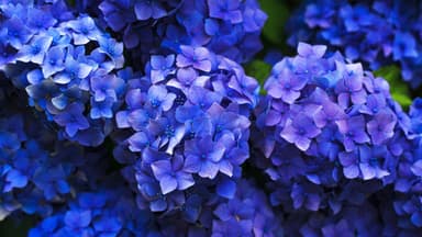 Blaue Hortensien