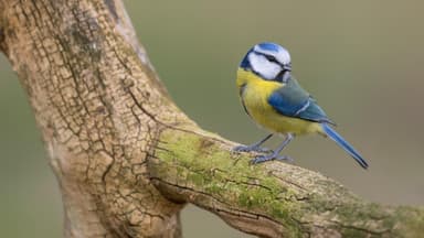 Blaumeise