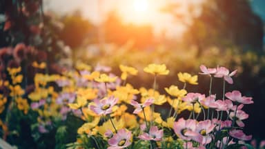 Blumen