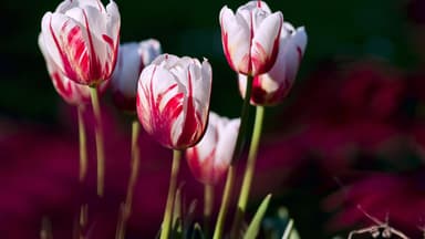 Zweifarbige Tulpen