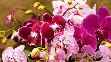 Orchideen