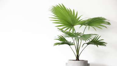 Palme im Topf