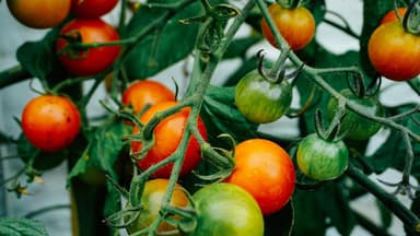 Tomatenstrauch