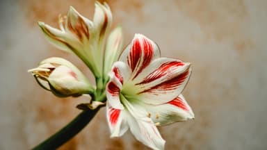 Weiße Amaryllis.