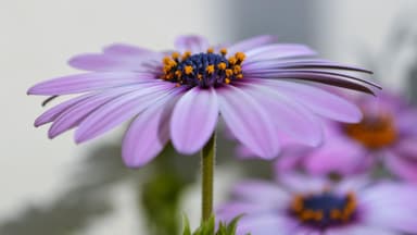 Lila Blumen