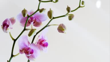 Orchideen
