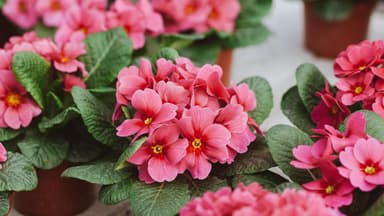 Pinke Primeln