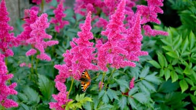Astilbe