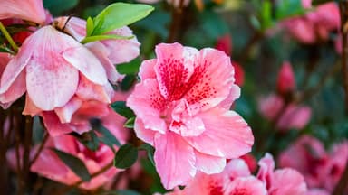 Hibiskus 